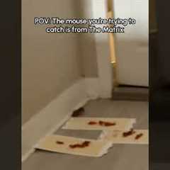 Clever Mouse Outsmarts Traps!