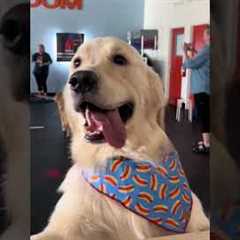 Golden Retriever Attends His First Ever Birthday Party! 💕🥹