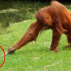 Animals Being Hilarious Will Make You Never Stop Laughing 😁