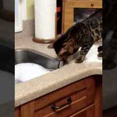 Clumsy Cat Tries Pulling Turkey Out Of Sink
