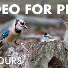 Woodpeckers, Chickadees and Birds in the Forest - 10 Hour Cat TV for Pets to Watch - Nov 27, 2025