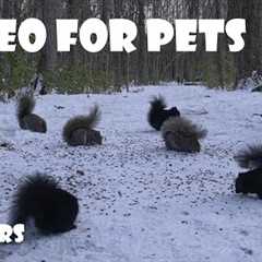 A Scurry of Squirrels in a Snowy Forest - 10 Hour Cat TV for Pets to Watch 🐱 - Nov 28, 2025