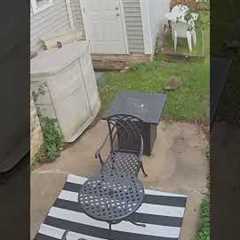 The Most Hilarious Animals Caught On Camera Of 2025!