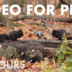 Saturday Morning Cartoons for Pets to Watch 🐱 - Birds, Squirrels and Forest Friends - Nov 29, 2025