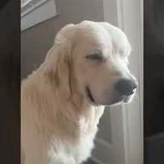 Saying Good Morning To My Senior Dog 🥹