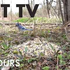 Rabbits, Ravens, Cardinals and Critters - 10 Hour Cat TV for Pets to Watch 🐱 - Nov 30, 2025