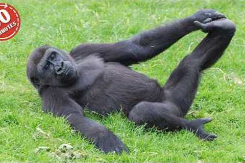 FUNNIEST Animals of The Year! 😮🤣