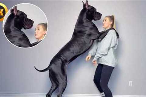 We Love BIG DOGS | Biggest Dog Fails & Funny Clips