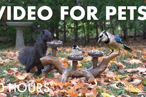 Saturday Morning Cartoons for Pets 🐱 - 10 hours of Backyard Birds and Squirrels - Nov 01, 2025