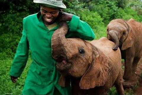 Baby Elephants Being Too Cutest to Handle 🐘 Funniest Animal Video!