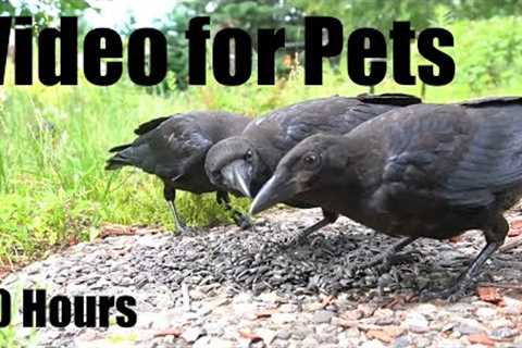 Sunday Morning Brunch for Ravens and Chipmunks - 10 Hour Cat TV for Pets to Watch - Nov 02, 2025