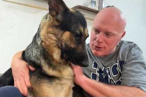 Dogs Can't Stop Being Overly Dramatic with Their Owners 😂 Funny Dog & Human Video