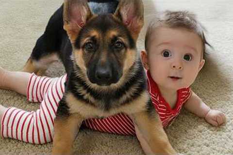 Dogs Who Totally Protect Babies Like Their Little Ones!♥️