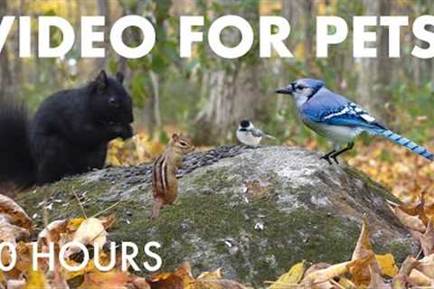 Beautiful Forest Animals in Fall - 10 Hour Video for Pets and People to Watch 🐱 - Nov 04, 2025