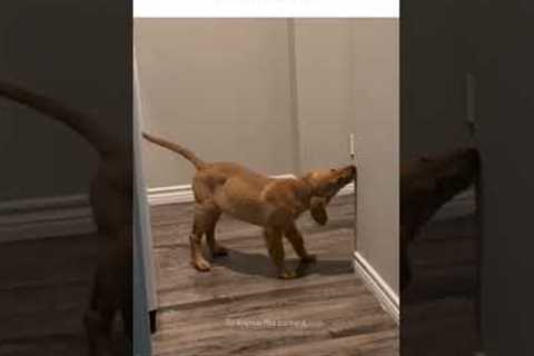 Puppy Keeps Eating My Walls! 😰