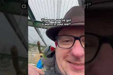 Bird Steals Hearing Aid Out Of Man's Ear
