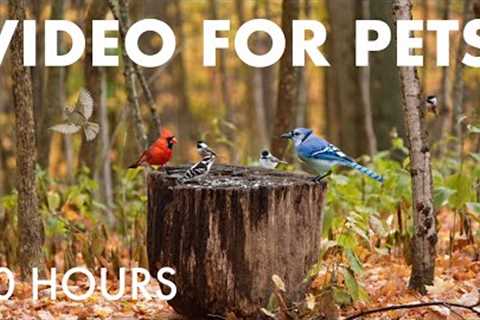 Woodpeckers, Chickadees, Squirrels and Forest Friends - 10 Hour Cat TV for Pets - Nov 05, 2025