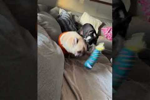 Puppy Steals Sweater Off Of Pug