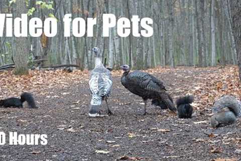 Wild Turkeys, Squirrels and Animals in the Forest - 10 Hour Cat TV for Pets 🐱 - Nov 06, 2025