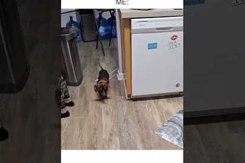 Dachshund Tries Chasing After Bone Tied To Rope