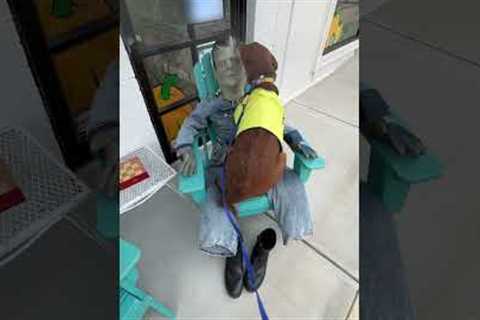 Rescue Dog Loves Frankenstein!