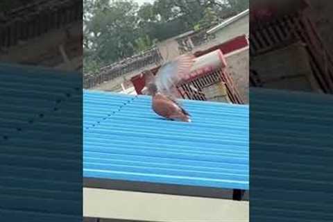 Pigeons Turn Roof Into Slide