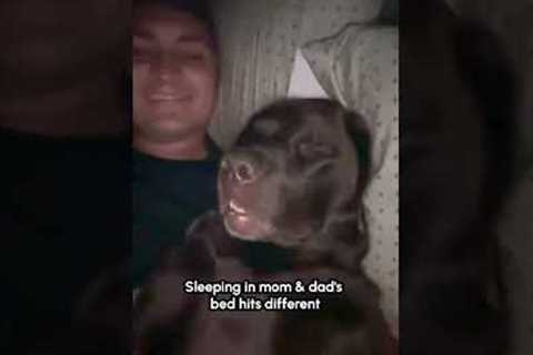 Snoring like she pays the rent!!🙄💤🐕 #Dog #Labrador #DogLife #Funny