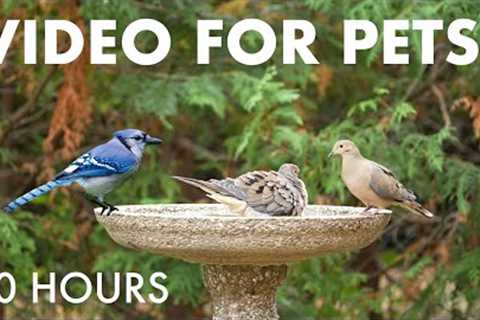 Saturday Morning Cartoons for Pets - Jays, Doves, Cardinals, Squirrels and More! - Nov 08, 2025