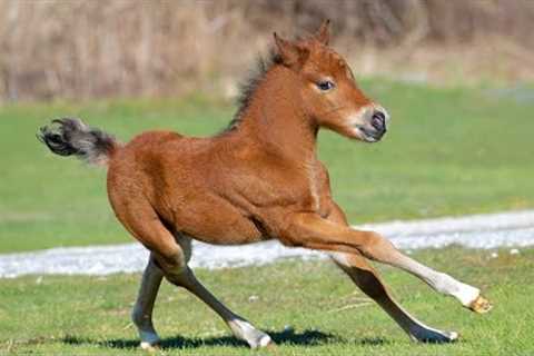 The Cutest Mini Horse in the World You’ll Adore! 😍