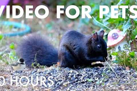 Cat TV for Pets to Watch 🐱 - Sunday Morning Brunch for Squirrels and Chipmunks - Nov 09, 2025