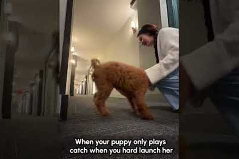 Golden Doodle Pup Loves To Be Launched Before She Will Fetch Ball 🤣