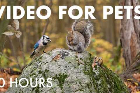 Blue Jays, Turkeys, Squirrels and Forest Friends in Fall - 10 Hour Cat TV for Pets - Nov 10, 2025