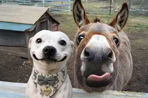 I Dared You to Watch this Without Laughing with these Donkeys 🤣 Funniest Animal Videos