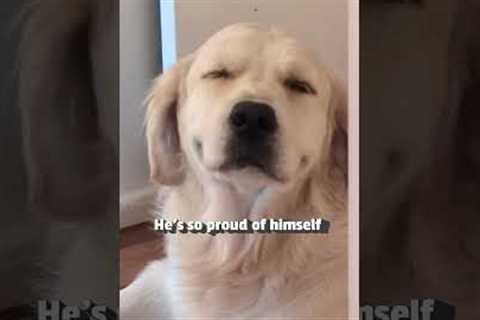 Golden Retriever Feigns Innocence After Eating Rug!