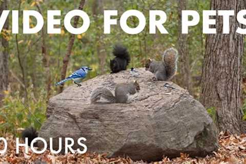 Relaxing Cat TV for Pets to Watch 🐱 - Birds, Squirrels and Forest Friends - Nov 11, 2025