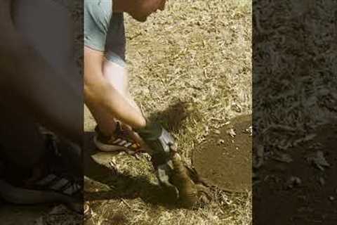 They Just Pulled An Animal Out Of This Hole! 😱