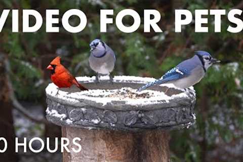 Birds and Squirrels in the First Snowfall of the Year - 10 Hour Cat TV for Pets 🐱 - Nov 12, 2025
