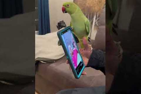 My Bird Has TikTok Vocal Stims... 🤣