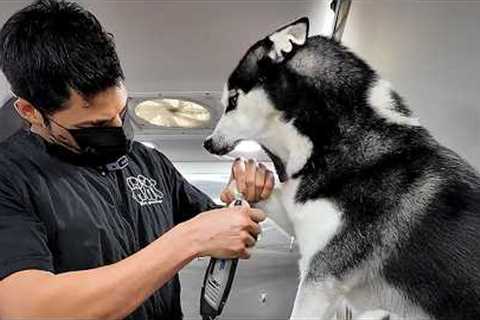 99.9% Can’t Handle the Drama of These Huskies 🤣 Funniest Animals Video 2025