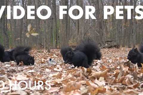Cat TV for Pets to Watch 🐱 - Beautiful Birds and Squirrels in the Forest - Nov 14, 2025