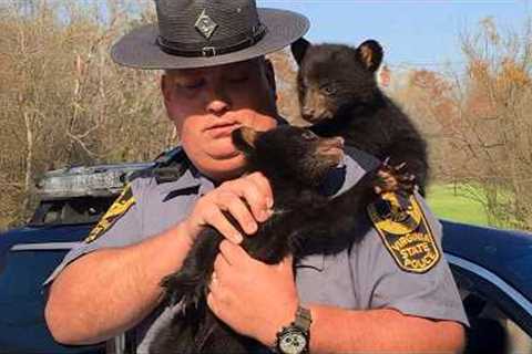 Animal Distribution System Officially Chooses You 😁 Funniest Animal Videos 2025