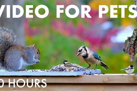 Saturday Morning Cartoons for Pets 🐱 - 10 Hours of Backyard Birds and Squirrels - Nov 15, 2025