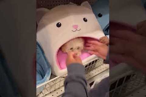 Dog Refuses To Leave Bed On Store Shelf