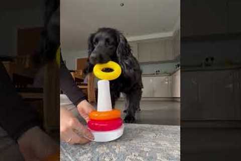 Genius Dog Toy Session