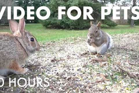 Rabbits, Birds and Squirrels - 10 Hour Video for Pets and People to Watch 🐱 - Nov 16, 2025