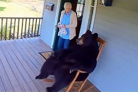 Bears Being Silly And It’s Hilarious Make You Won’t Stop Laughing 😁