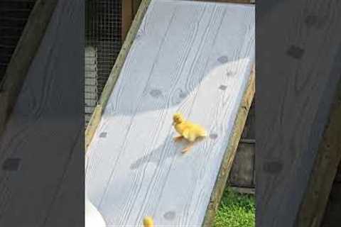 Farmers Build A Slide For Their Ducklings