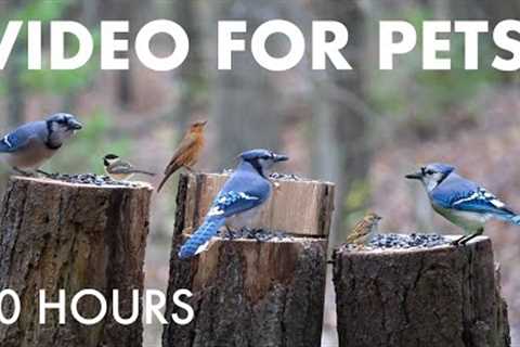 Cat TV for Pets to Watch 🐱 - Chipmunks, Birds, Squirrels and Forest Friends - Nov 17, 2025