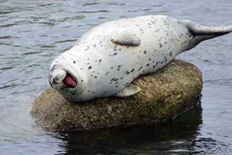 You Can’t Stop Laughing at These Comedian Ocean Animals 😂 Funniest Animals Video Ever!