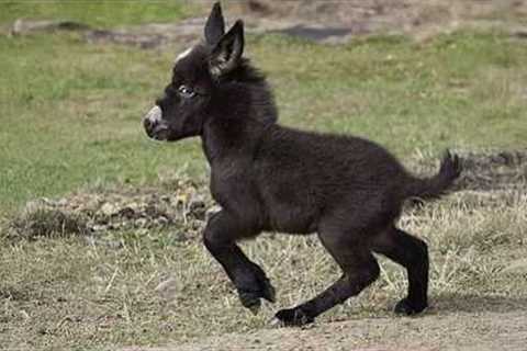 Cute Baby Donkeys Turn Into Little Comedians 😂 Funniest Animals Video Ever
